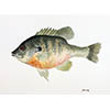 Sunfish Original Watercolor